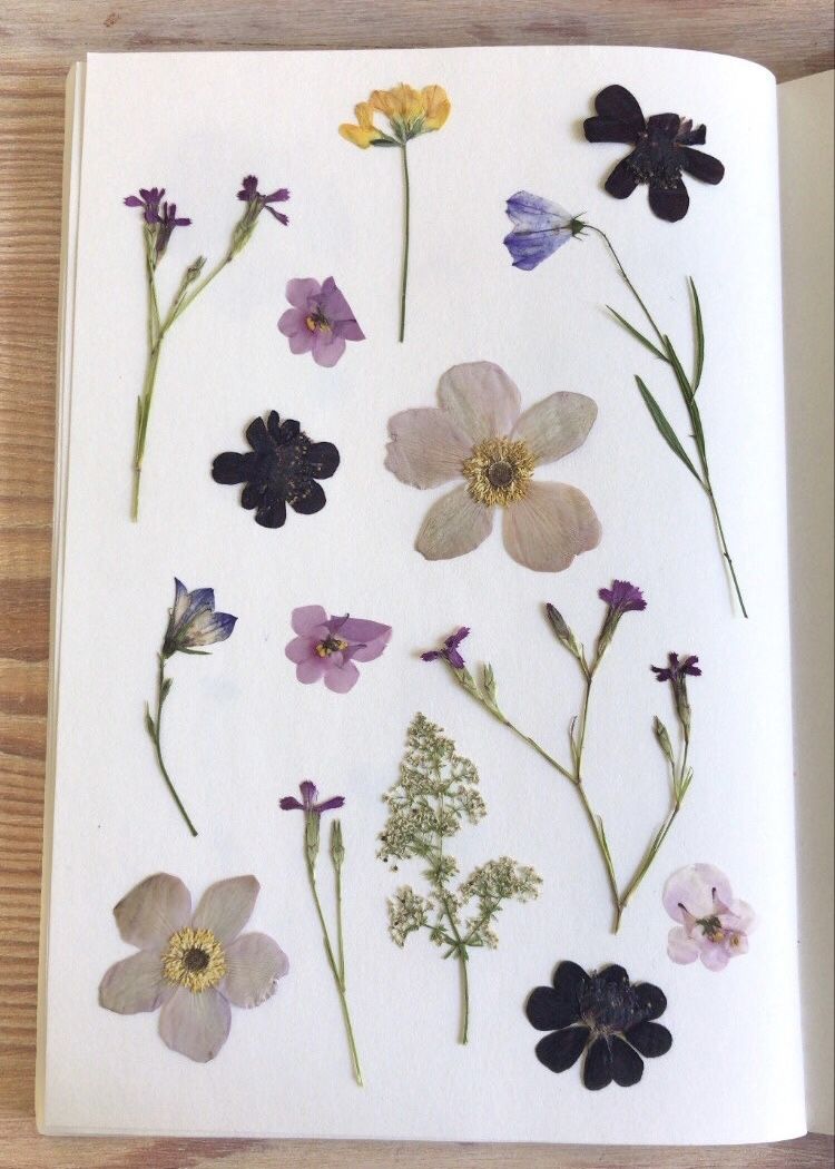 Pressed Flowers  History and Tutorial - Western Reserve Historical Society