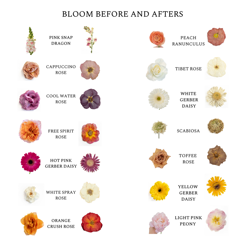 pressed flowers before and after. Gerber daisies, snapdragon, roses, peonies