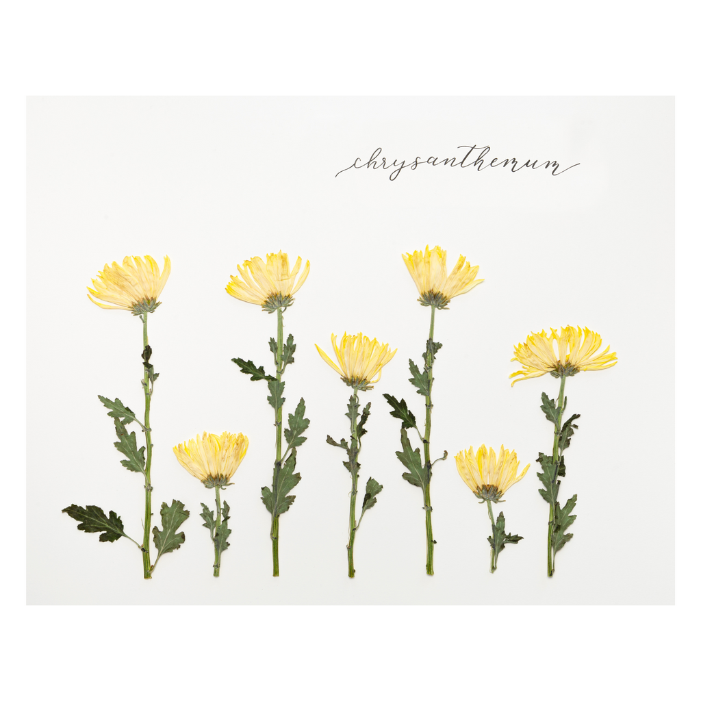 Chrysanthemum Prints