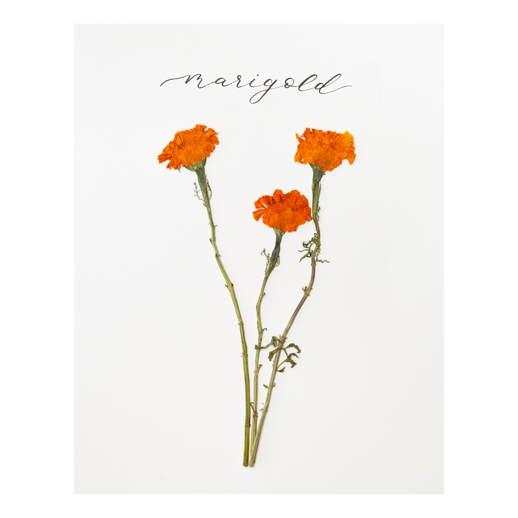 Marigold Prints