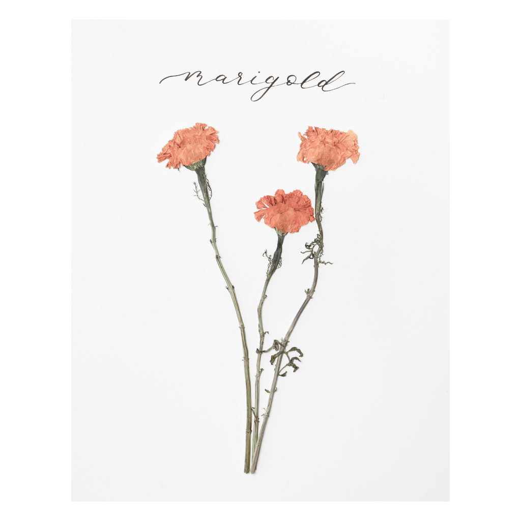 Marigold Prints